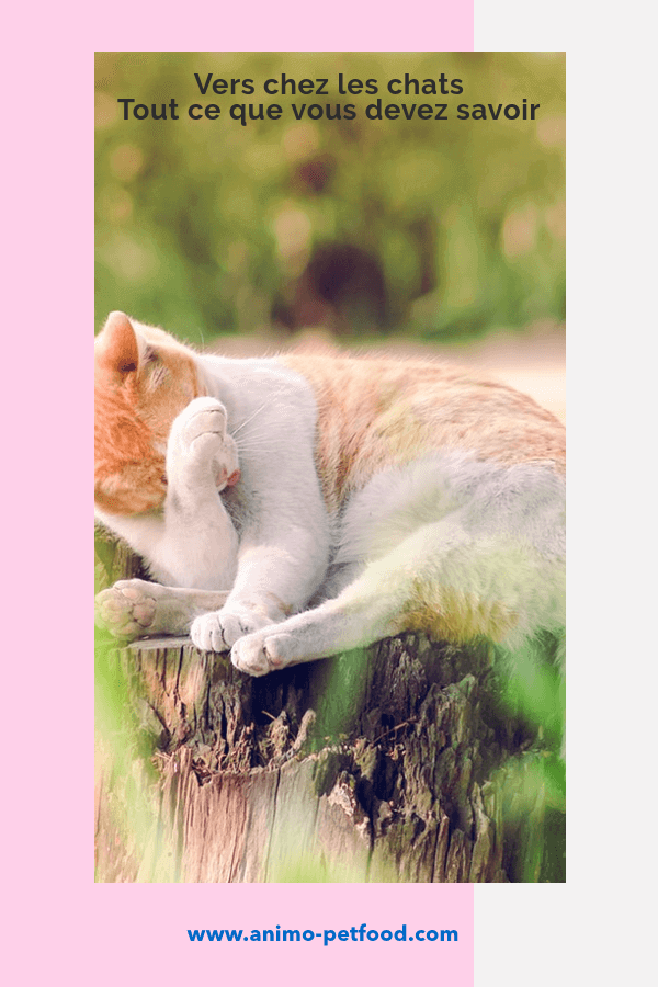 Vers chez les chats